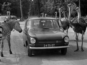 1966 DAF 44